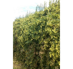 Humulus lupulus / Okrasný chmeľ, Chmeľ obyčajný, K11