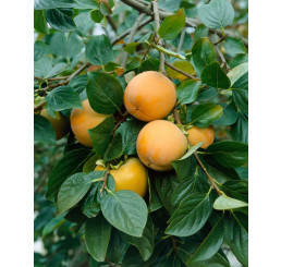 Diospyros hybr. ´Rosseyanka´ / Hurmi kaki, 80-100 cm, C5