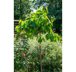 Diospyros kaki ´Tamopan´ / Hurmi  kaki / Ebenovník rajčiakový , 30-40 cm, C5