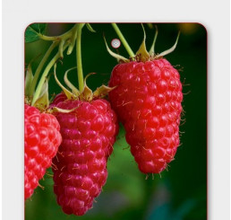 Rubus idaeus ´HUSARIA®´ / Malina červená, C1