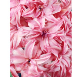 Hyacint ´Double Pink´/ Hyacint plnokvetý ružový, bal. 5 ks, 15/16