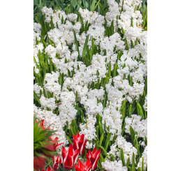 Hyacint ´Double White´ / Hyacint plnokvetý biely, bal. 5 ks, 15/16