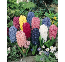 Hyacint mix / Zmes voňavých hyacintov, bal. 50 ks, 15/16, XXL