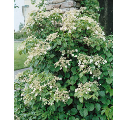 Hydrangea anomala petiolaris / Popínavá hortenzia, 20-30 cm, K9