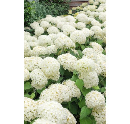Hydrangea arborescens ´Annabelle´ / Hortenzia stromčekovitá, 10-20 cm, C2