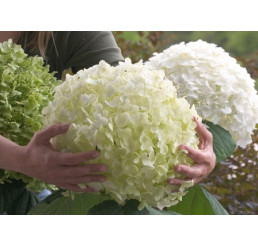 Hydrangea arborescens ´Strong Annabelle´® / Hortenzia, 30-40 cm, C2