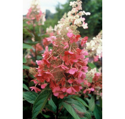 Hydrangea paniculata ´Pinky Winky´® / Hortenzia metlinatá, 15-20 cm, K9