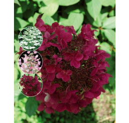 Hydrangea paniculata ´Wims Red´® / Hortenzia metlinatá, 80-100, C5
