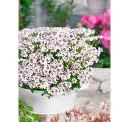 Iberis x hybrida ´Ice Pink´ / Iberka ružová, K9