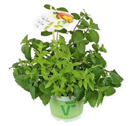 Trio byliniek Mentha-Lippia-Melissa - Ice Tea / Bylinky ľadový čaj , K9
