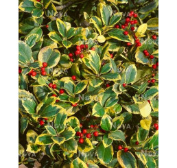 Ilex altaclerensis ´Golden King´ / Cezmína, 30-40 cm, C3