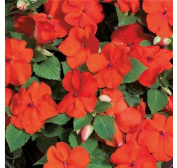 Impatiens ´Campos® F1 Orange / Netýkavka oranžová, bal. 6 ks sadbovačov