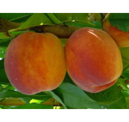 Prunus persica ´Inka´ / Broskyňa, GF 677