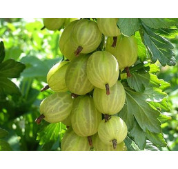 Ribes grossularia ´Invicta´/ Egreš biely rezistentný, kmienok, rib.zl., K12