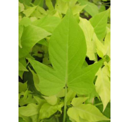 Ipomoea ´Compact Yellow´ / Ipomea svetlozelená, bal. 3 ks, 3x K7
