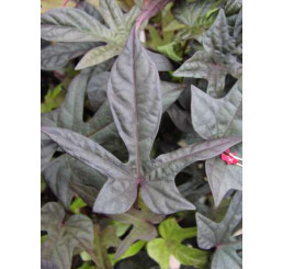 Ipomoea ´Papas Red´® / Ipomea červená, bal. 6 ks, 6x K7