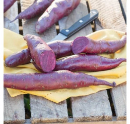 Ipomoea batata ´Erato® Violet / Sladký zemiak, K12