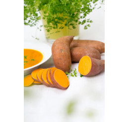 Ipomoea batata ´Erato® Orange / Sladký zemiak, K12