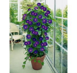 Ipomoea grandiflora / Povojník veľkokvetý, 30-40 cm, C2