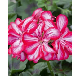 Pelargonium pelt. Grandeur® ´Ivy Arctic Burgundy´ / Muškát previsnutý, K7
