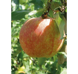 Malus domestica ´Gala´ / Jabloň zimná, M9