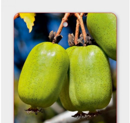 Actinidia arguta ´Japsai´ / Drobnoplodé kiwi, samoopelivé, 50+cm, C2, vyviazané
