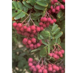 Sorbus x aronia ´Likjornaja / Sorboarónia, Jarabinoarónia, sem.