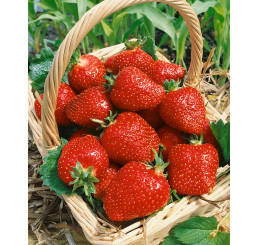 Fragaria ananassa ´Jennka´ / Jahoda, bal. 10 ks, VK