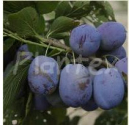 Prunus domestica  ´Jojo´ / Slivka jesenná rezistentná, myr., 125/150, C7