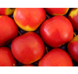 Malus domestica ´Jonagold´ / Jabloň zimná, MM111