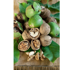 Juglans regia / Orech kráľovský ´Apollo´, 125/150, C9