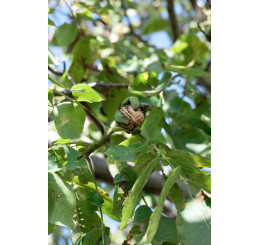 Juglans regia / Orech kráľovský ´Jupiter´, 40-60 cm, C5