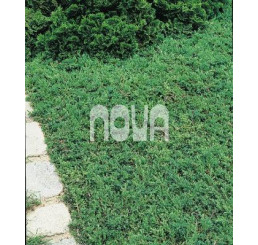 Juniperus comm. 'Green Carpet' / Borievka, 20-25 cm, C2