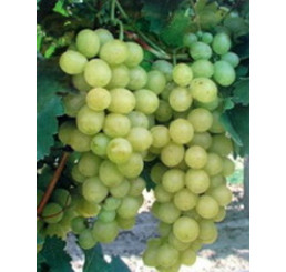 Vitis vinifera ´Jupiter´ / Stolové hrozno bezsemenné / Vinič, štepená r.