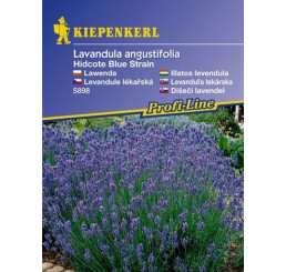 Lavandula Hidcote Blue Strain / Levanduľa, bal. na ca. 40 r.