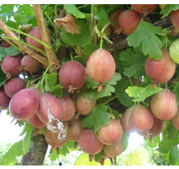 Ribes grossularia ´Captivator´ / Egreš červený rezistentný beztŕnny, C2, krík