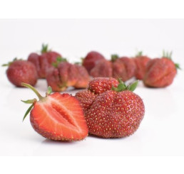 Fragaria ananassa ´Karmen´ / Stredne skoro plodiaca jahoda, bal. 6 ks, 6xK7
