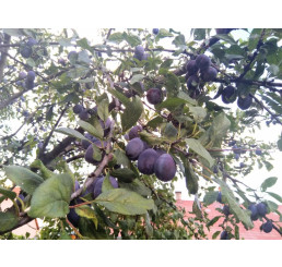 Prunus domestica ´Katinka´ / Slivka, St. Julien A