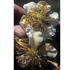 Actinidia chinensis ´Atlas´ / Opeľovač kiwi, samčia r., 80-100 cm, C2