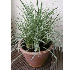 BIO Tulbaghia violacea / Cesnaková tráva, K12