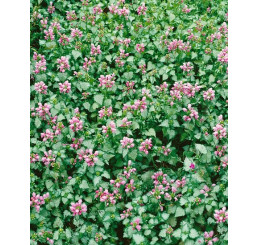 Lamium maculatum ´Pink Pewter´ / Hluchavka škvrnitá, K9