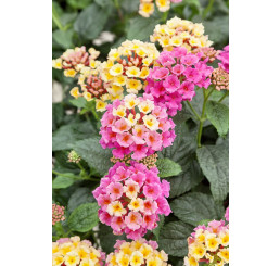 Lantana camara Tropic ´Ara´/ Lantana menlivá, bal. 6 ks, 6x K7