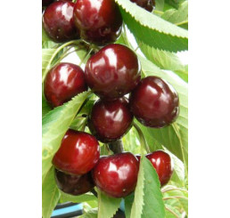 Prunus avium ´Lapins´ / Čerešňa, Colt