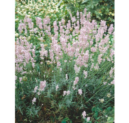 Lavandula angustifolia 'Hidcote Pink' / Levanduľa úzkolistá, C3
