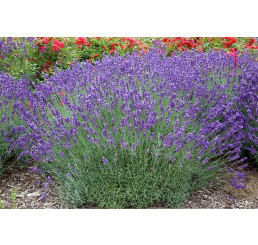 Lavandula x intermedia 'Grosso' / Levanduľa prostredná, C1,5