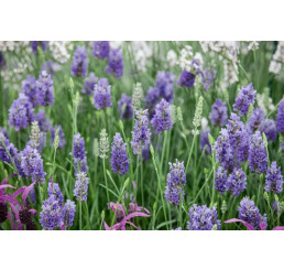 Lavandula intermedia ´Provence´ / Levanduľa prostredná, C1