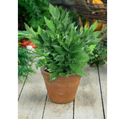 Levisticum officinale BIO / Ligurček lekársky, K12