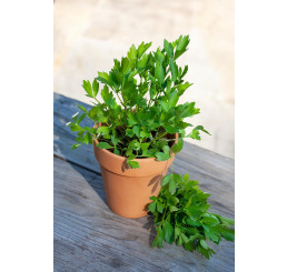 Levisticum officinale ´Verino®´ / Ligurček, 15-20 cm, K7