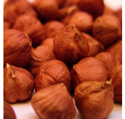 Corylus avellana ´Hallská´ / Lieska veľkoplodá, ker, VK, výhony 2+