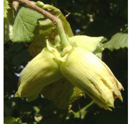 Corylus avellana / Lieska Webbova, VK